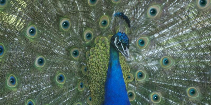 A peacock.