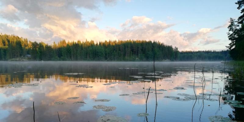 Tyyni kesäjärvi, jossa lumpeenlehtiä