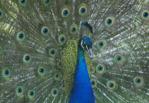 A peacock.