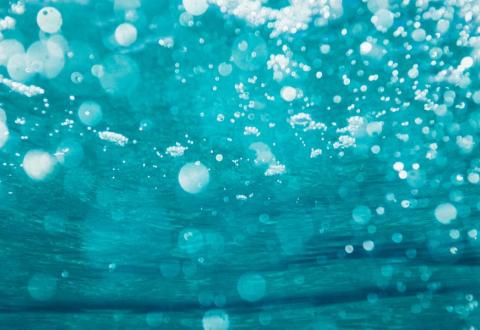 aquatic scenery