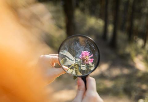 In the picture, a person looks through a magnifying glass at a clover.
